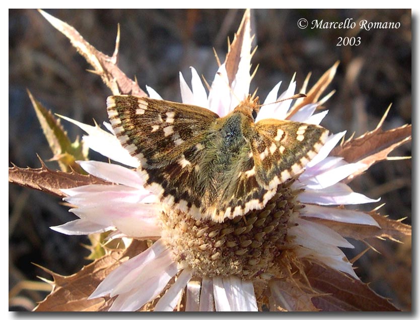 Belli e impossibili:  Hesperiidae Pyrginae